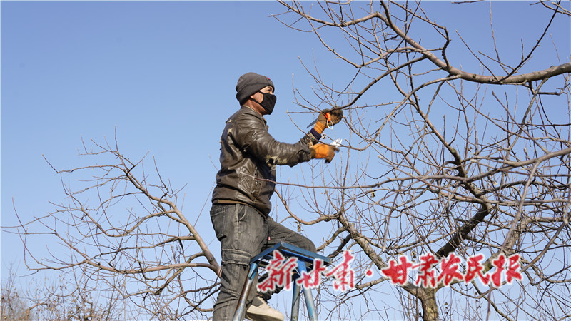 静宁：冬闲人不闲 果园冬管忙