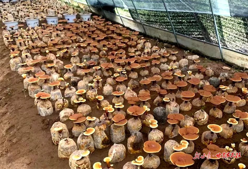 多措并举持续做强特色产业