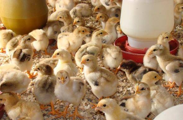 冬季鸡苗养殖管理方法