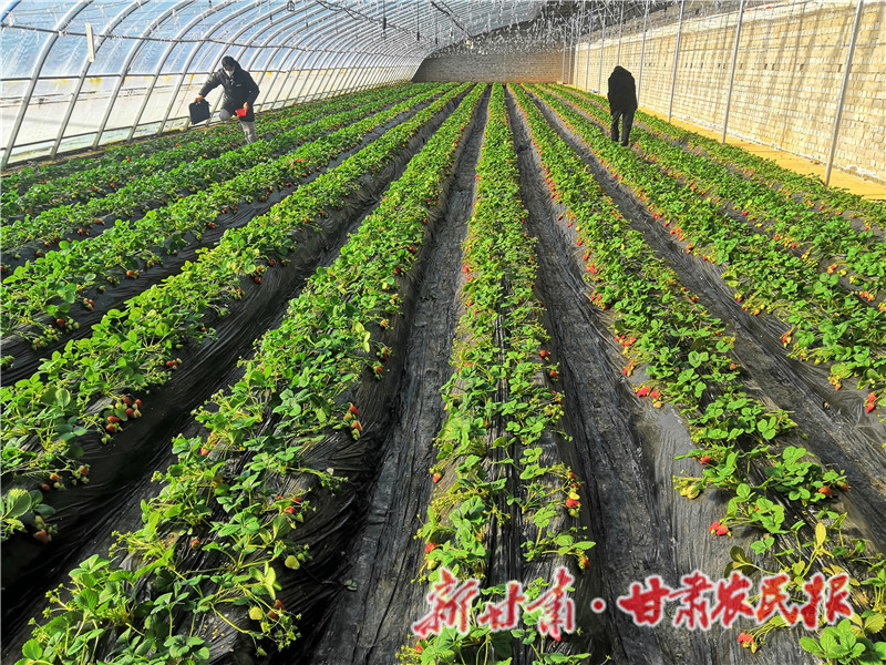 静宁：草莓采摘正当时 尽享田园好时光