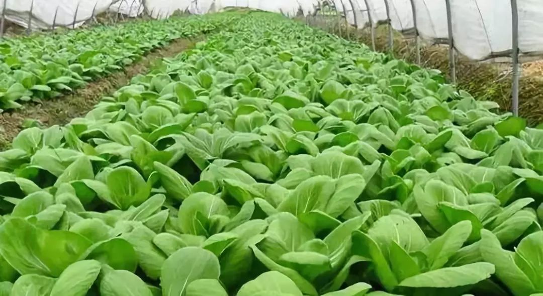 冬季蔬菜要高产做好四点很关键