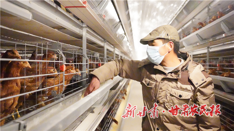 静宁：筑巢引凤“雁”归来 蛋鸡“孵”出致富梦