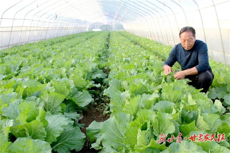 华亭：培育“蔬”香路 “果”然能致富