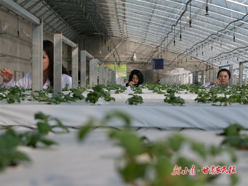 庄浪：科技创新赋能 “慧”就产业强农路