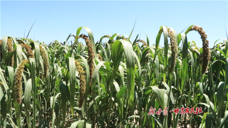 静宁：小杂粮飘香群众致富路