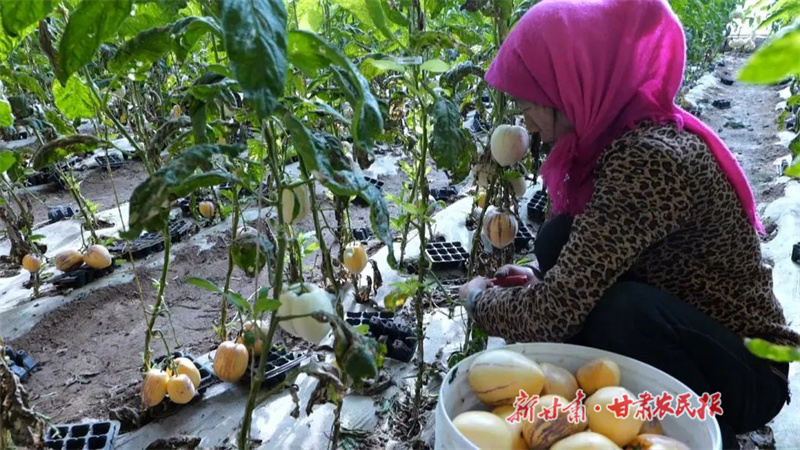 永昌  人参果抢“鲜”上市 产销两旺有“钱”景