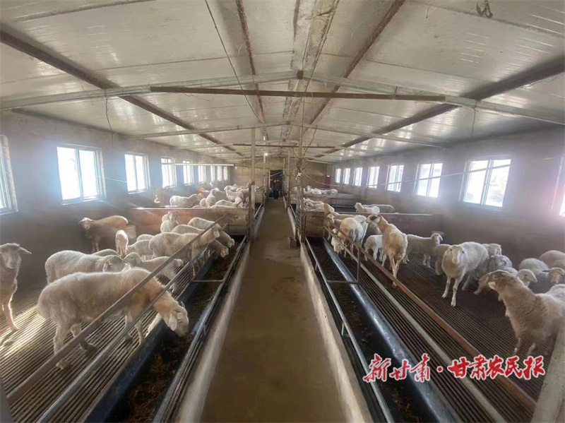 杨连军：念好“羊经”奔富路