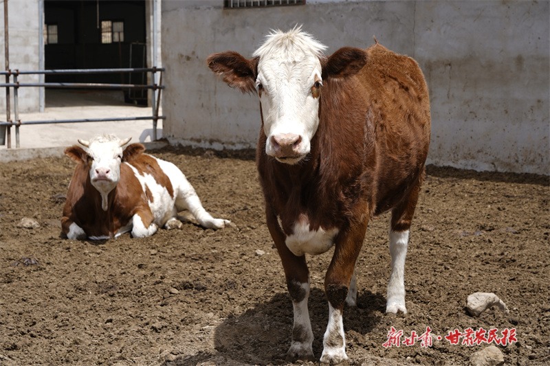 静宁：产业兴旺绘就乡村振兴新画卷