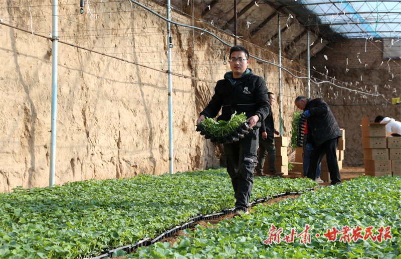 西峰区：甜瓜大棚春意浓
