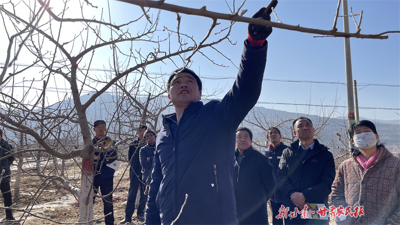 静宁：百万亩苹果园为丰收“蓄能”