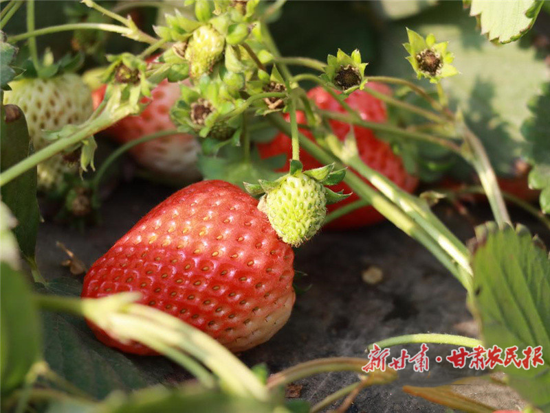 金川区：冬天的“莓”好乡村游