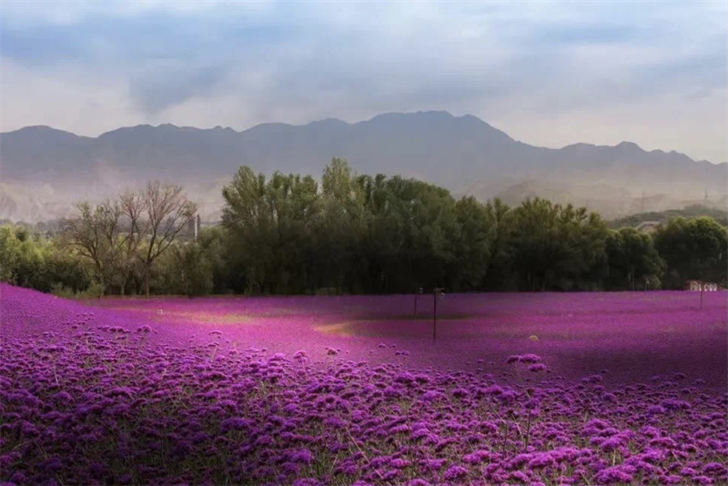 2023年刘家峡旅游预告