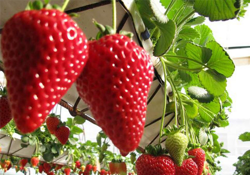 大棚草莓扣棚后如何管理？