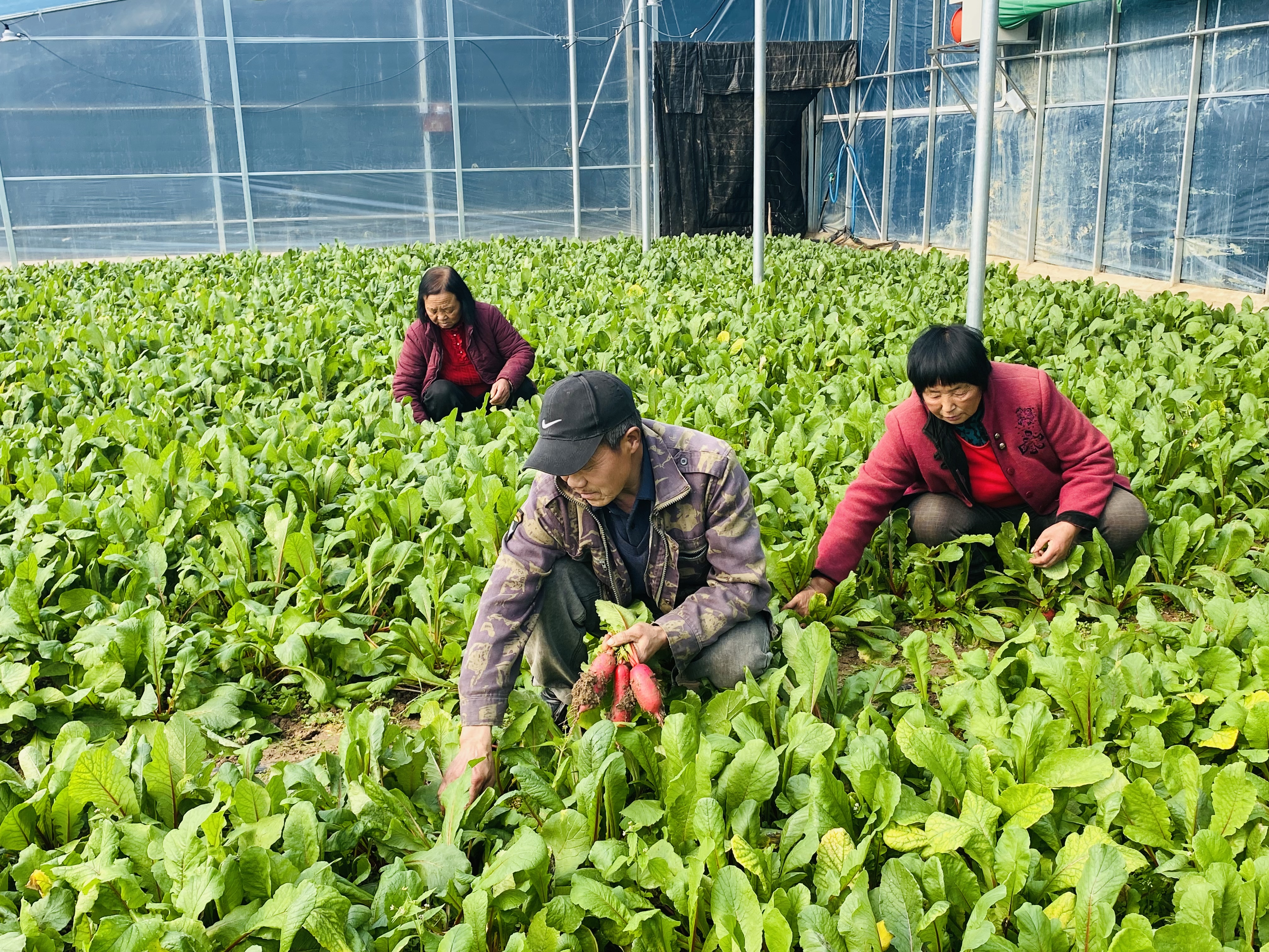 近期低温雨雪 油菜管理如何应对
