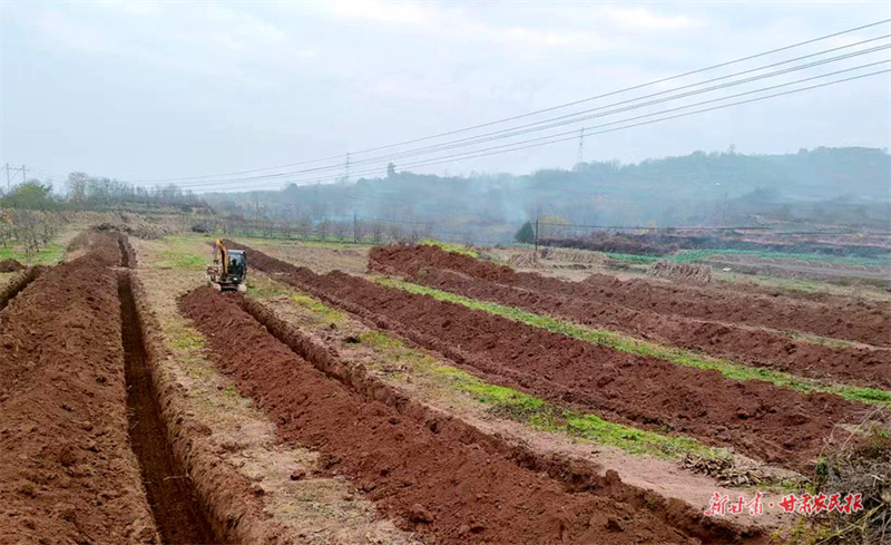 麦积区花牛镇：田间地头春耕忙 种下增收新希望