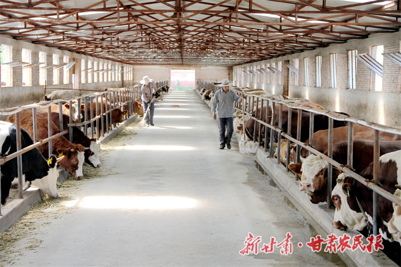 “兰牛倌”养牛