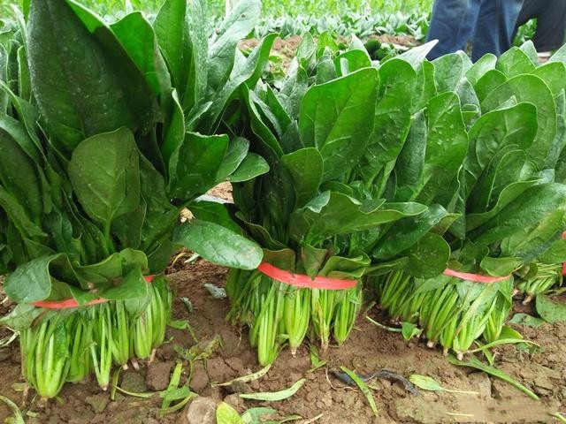 种植菠菜的技术方法