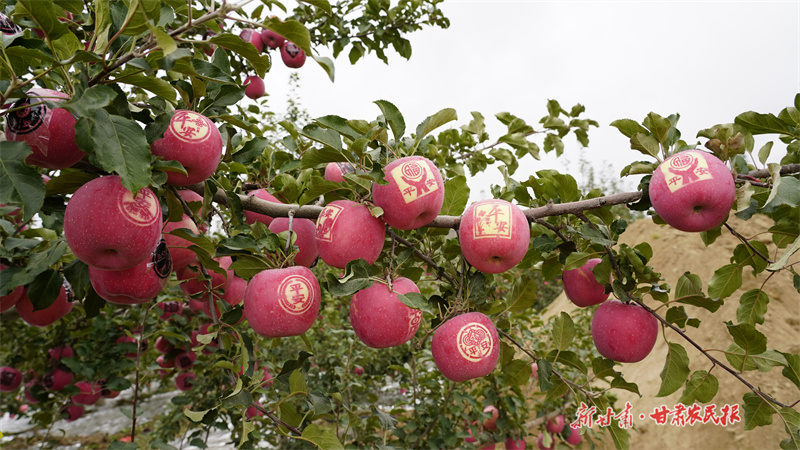 静宁：培优扶强大力实施特色产业提质工程