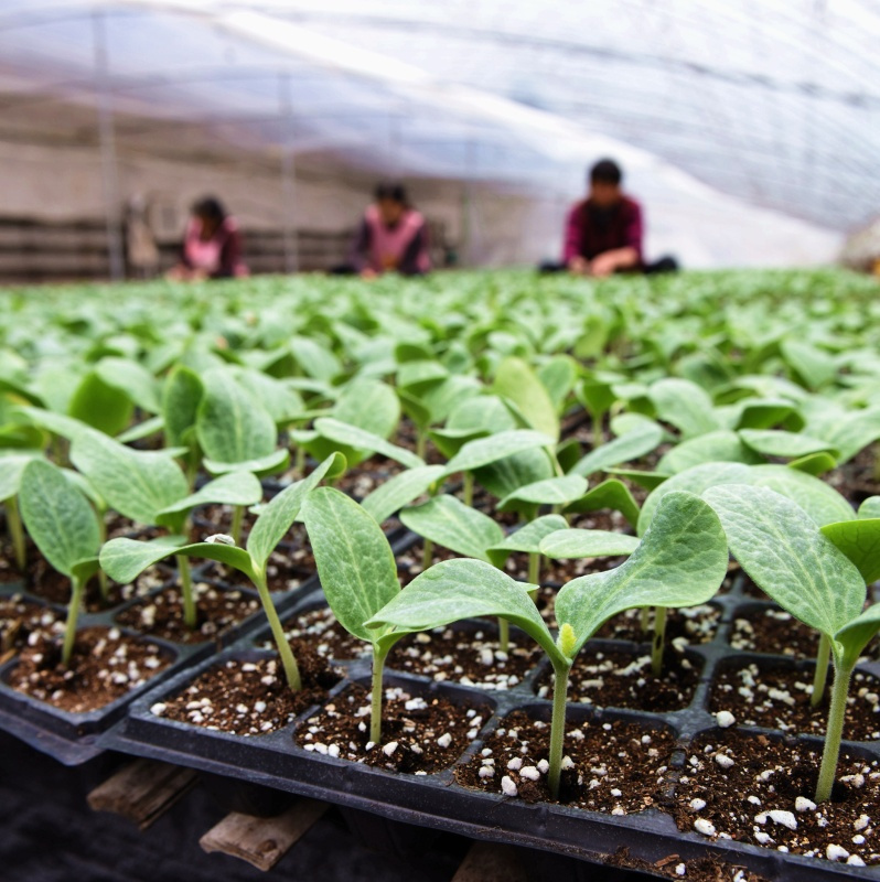 气温回升要加强春茬蔬菜管理