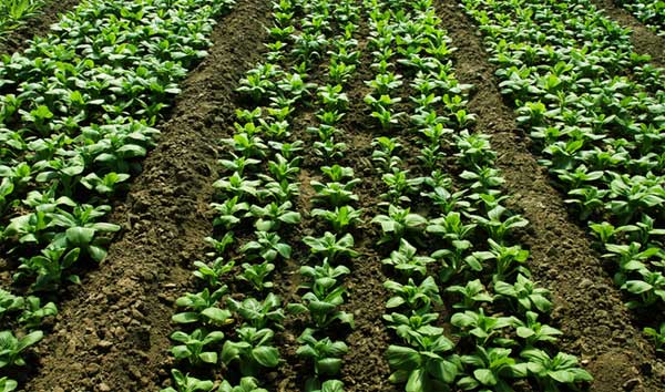 瓜类豆类育苗 注意温光管理