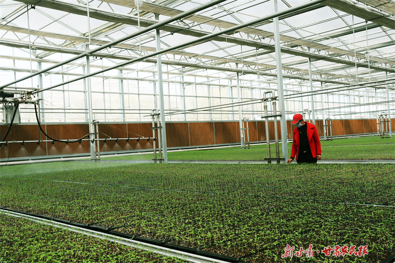 崇信：大棚春来早 人勤“地生金”