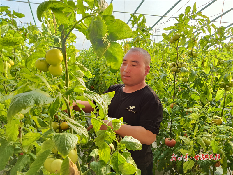 静宁：早春蔬菜大棚人倍忙