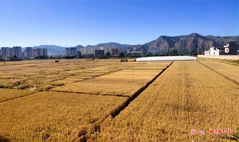 甘谷：夯实农业农村现代化根基 建设宜居宜业和美乡村
