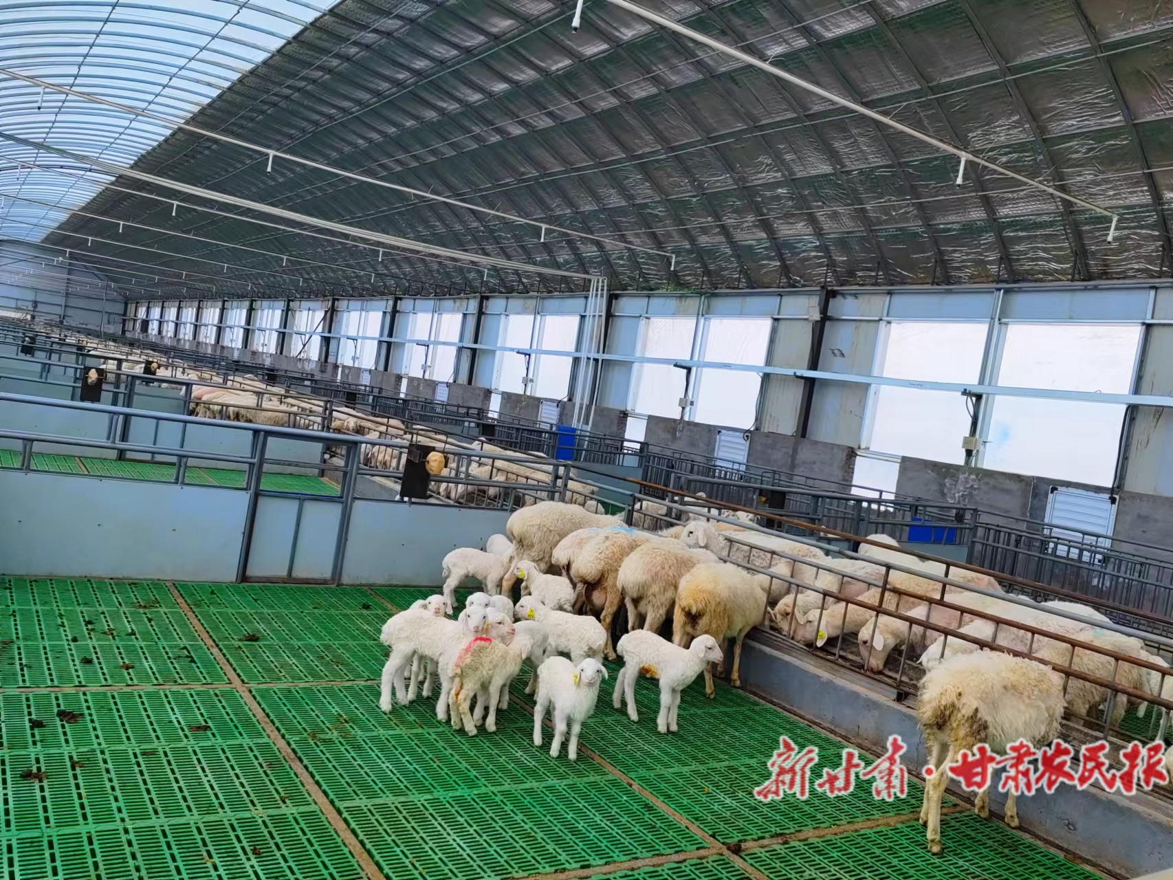 这个羊场“慧”养羊！