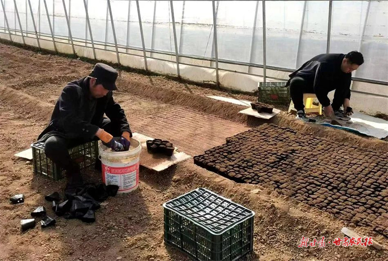 麦积区麦积镇：大棚里果园中 抓农时忙春耕