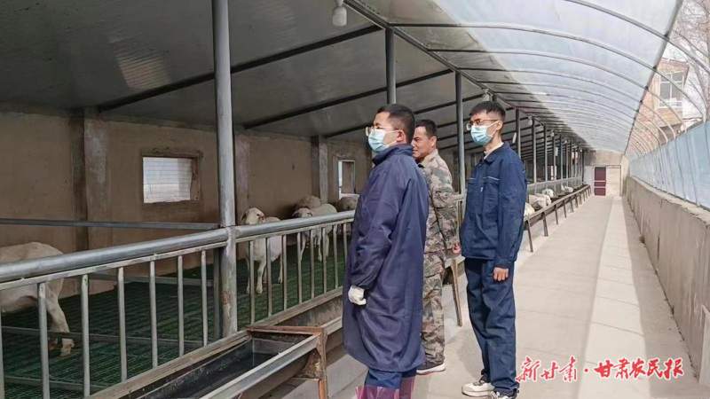 康乐 跨越千里的“羊先锋”