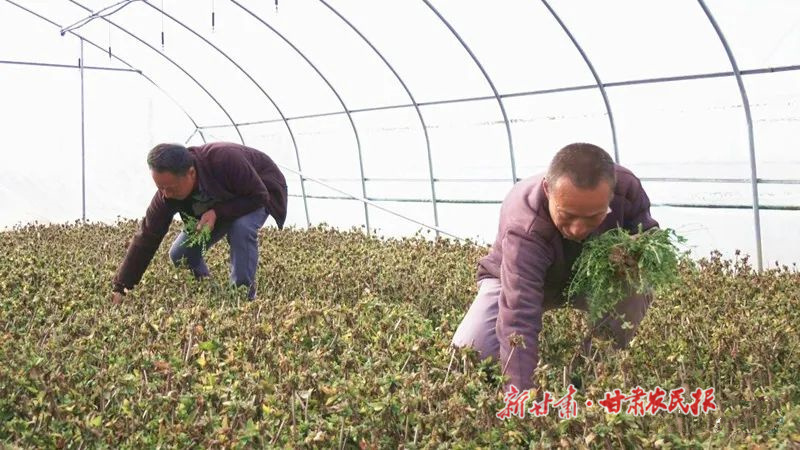 宁县：金银花成为增收“幸福花”