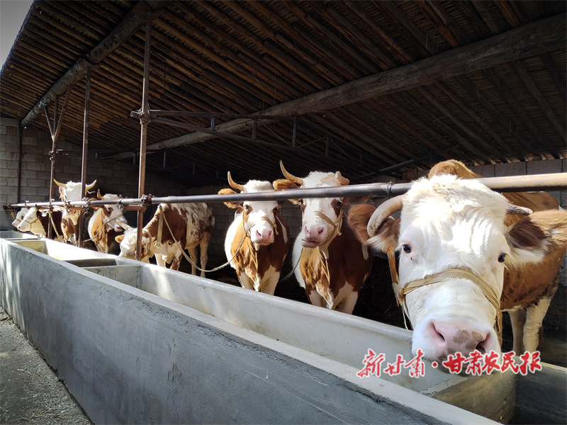 陇西：怀揣良策共谋发展牛气足
