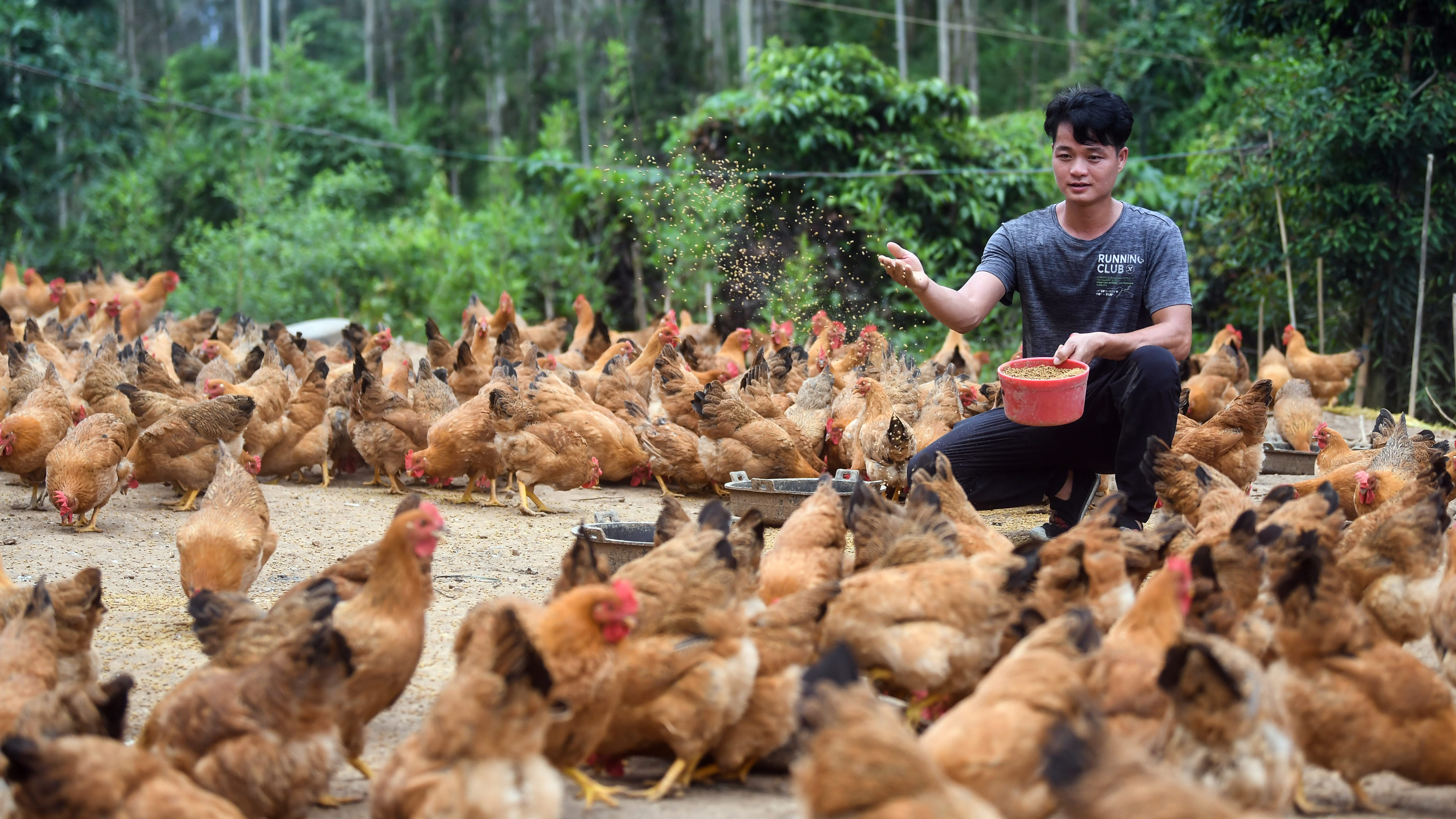 规模养鸡的十大误区