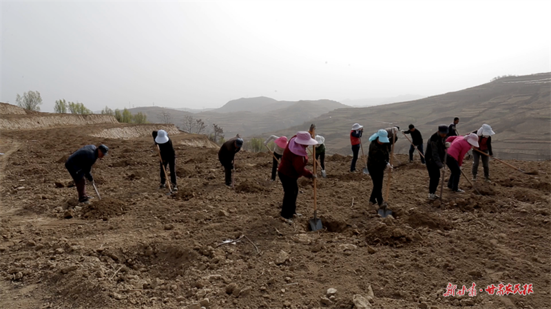 麦积区：果业大镇抓节令 苹果园里忙春耕