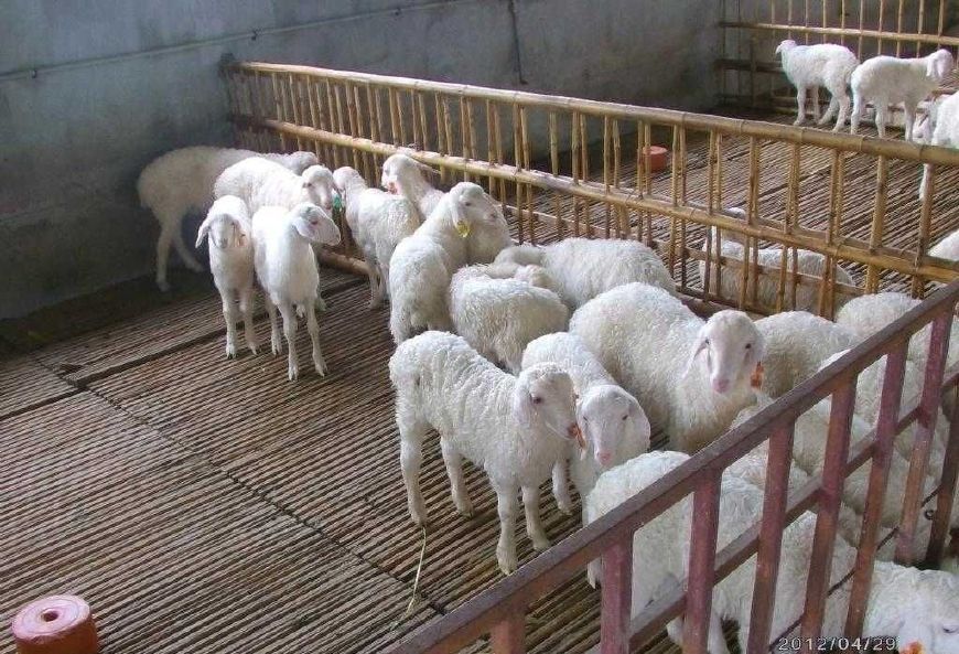 羊得了创伤性网胃炎该怎么办？
