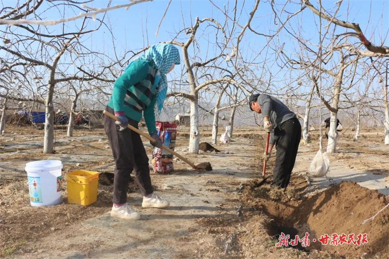 静宁：不负春日好时光 老旧果园焕新姿