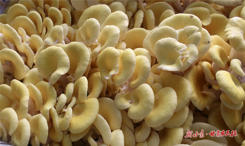 ​甘谷：榆黄菇抢鲜上市