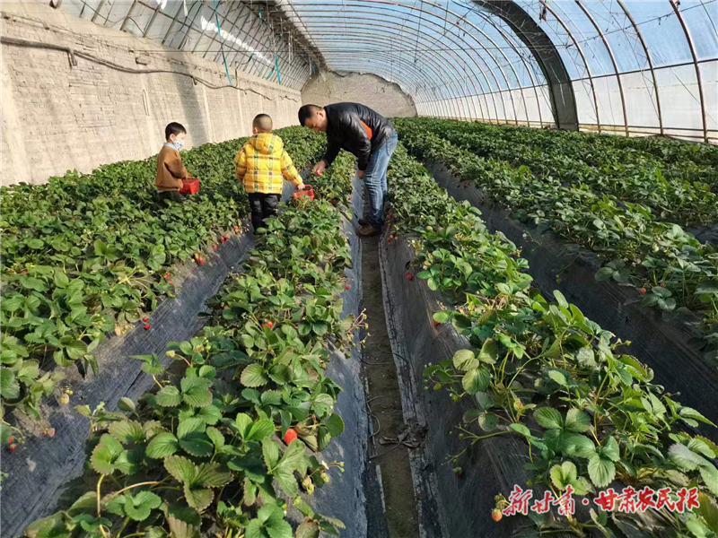 玉门：致富路上的“莓”好时光