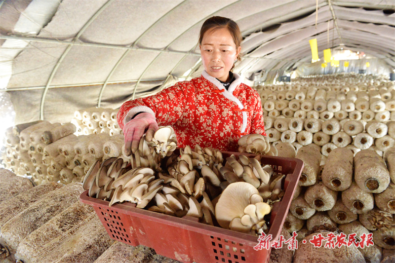 宁县:小平菇撑起乡村“致富伞”