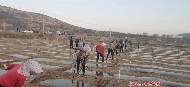 静宁：干群齐心强产业促增收