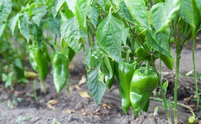 辣椒高脚苗的原因及其解决方法