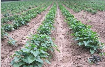 春季种植红薯要注意