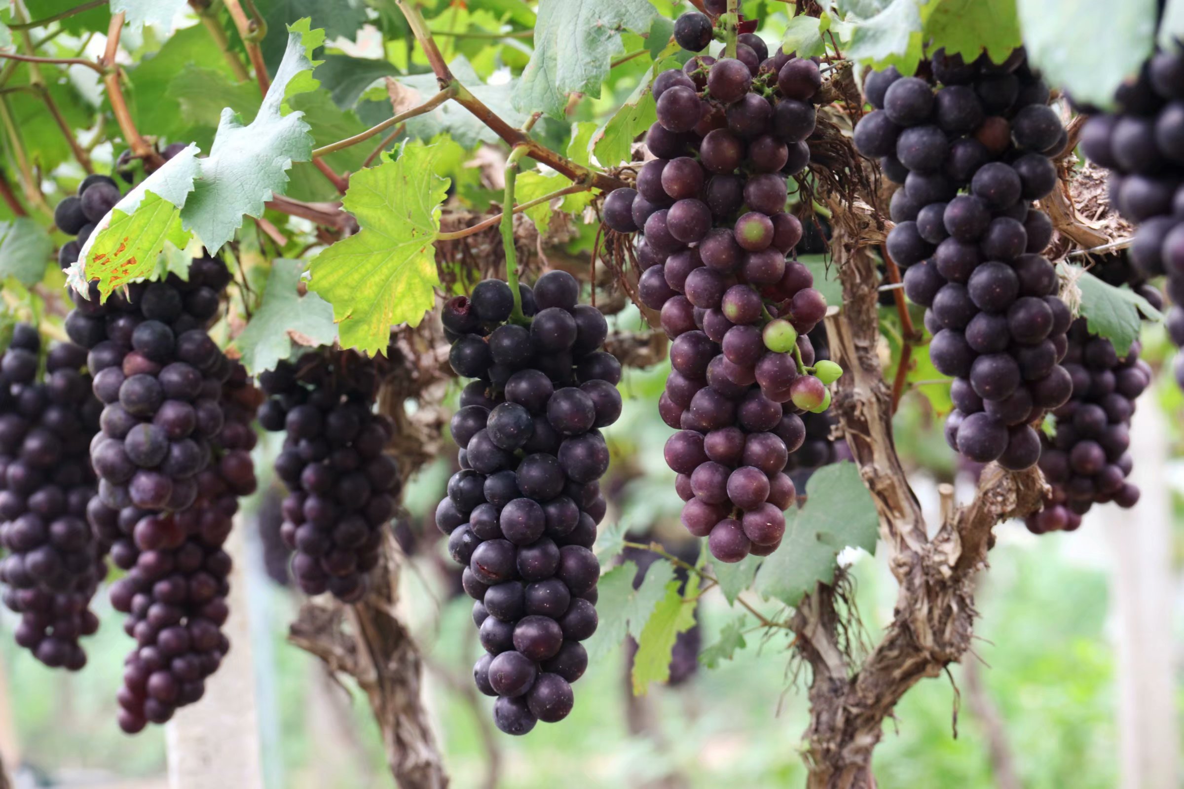 春季葡萄防冻措施