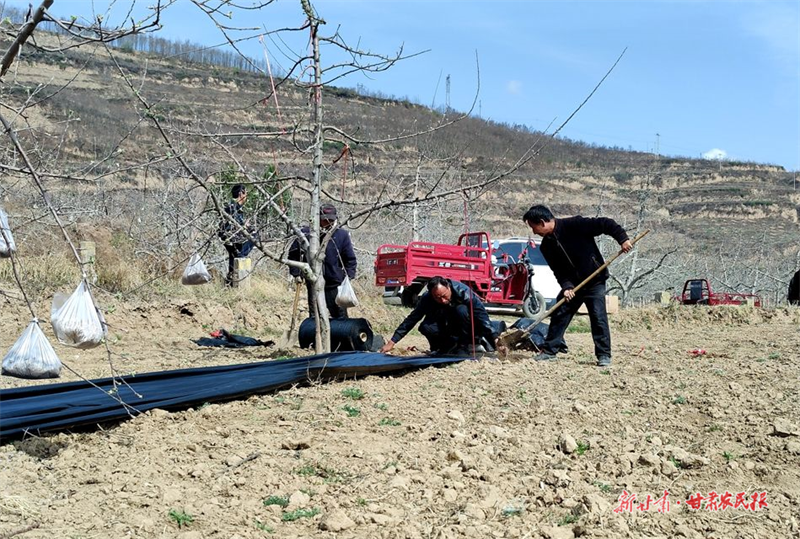 麦积区元龙镇：新旧果园齐发力 提质增效促增收