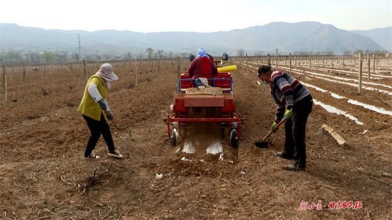 麦积区：顶凌覆膜正当时