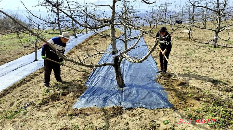 麦积区马跑泉镇：做好春季果园管理 让果园丰收触手可及