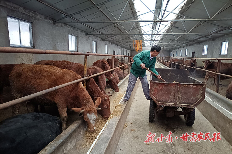 靳江龙的“养牛经”
