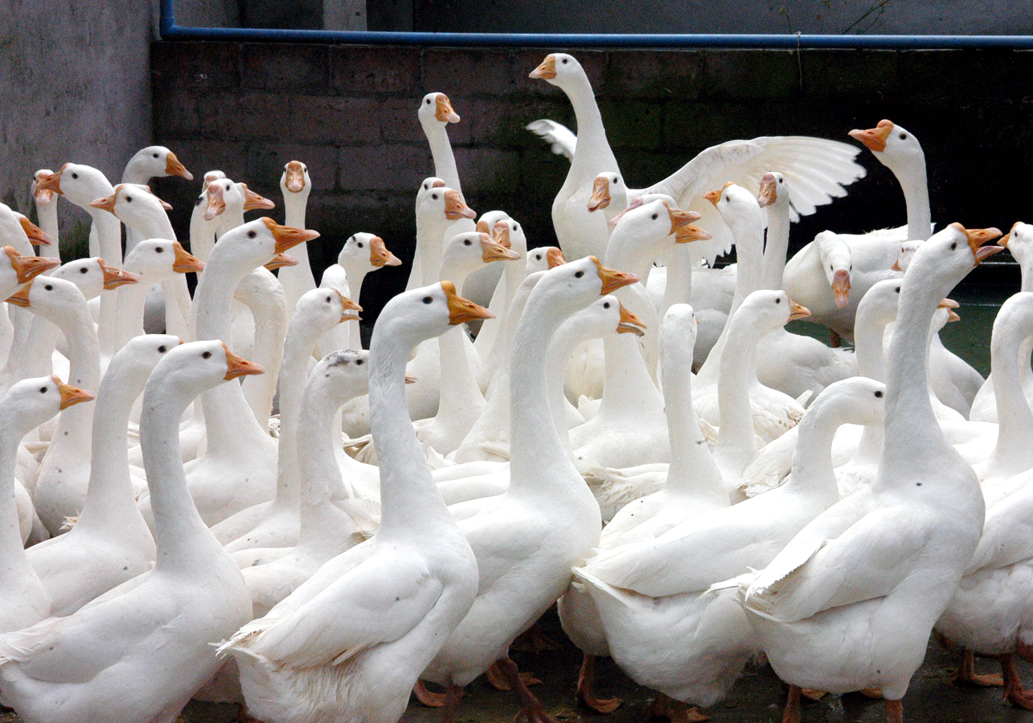 春季谨防雏鹅患流行性感冒
