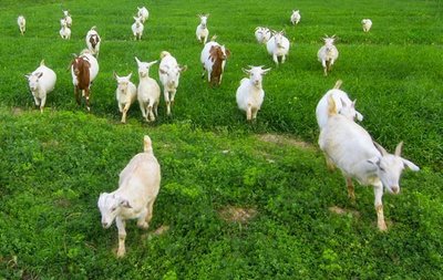 羊有机磷中毒的治疗办法
