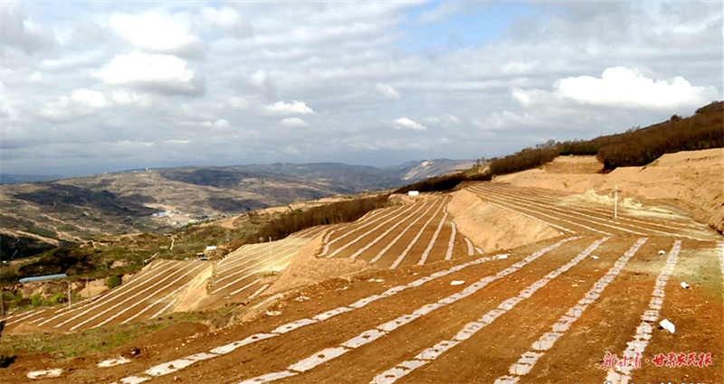 麦积区渭南镇：老旧果园换新颜 群众增收创新路